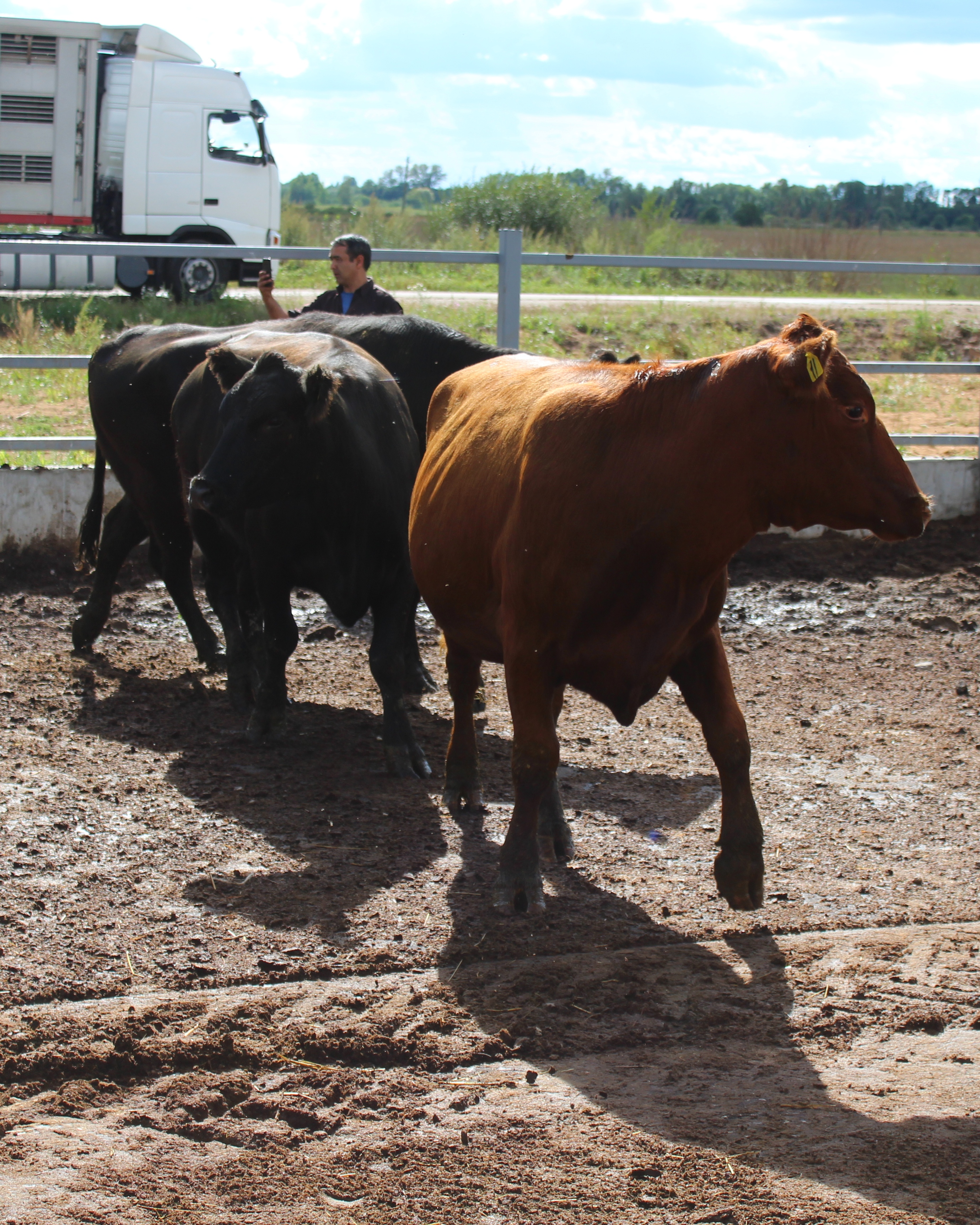 ПсковАгроИнвест обновляет мясное стадо КРС.