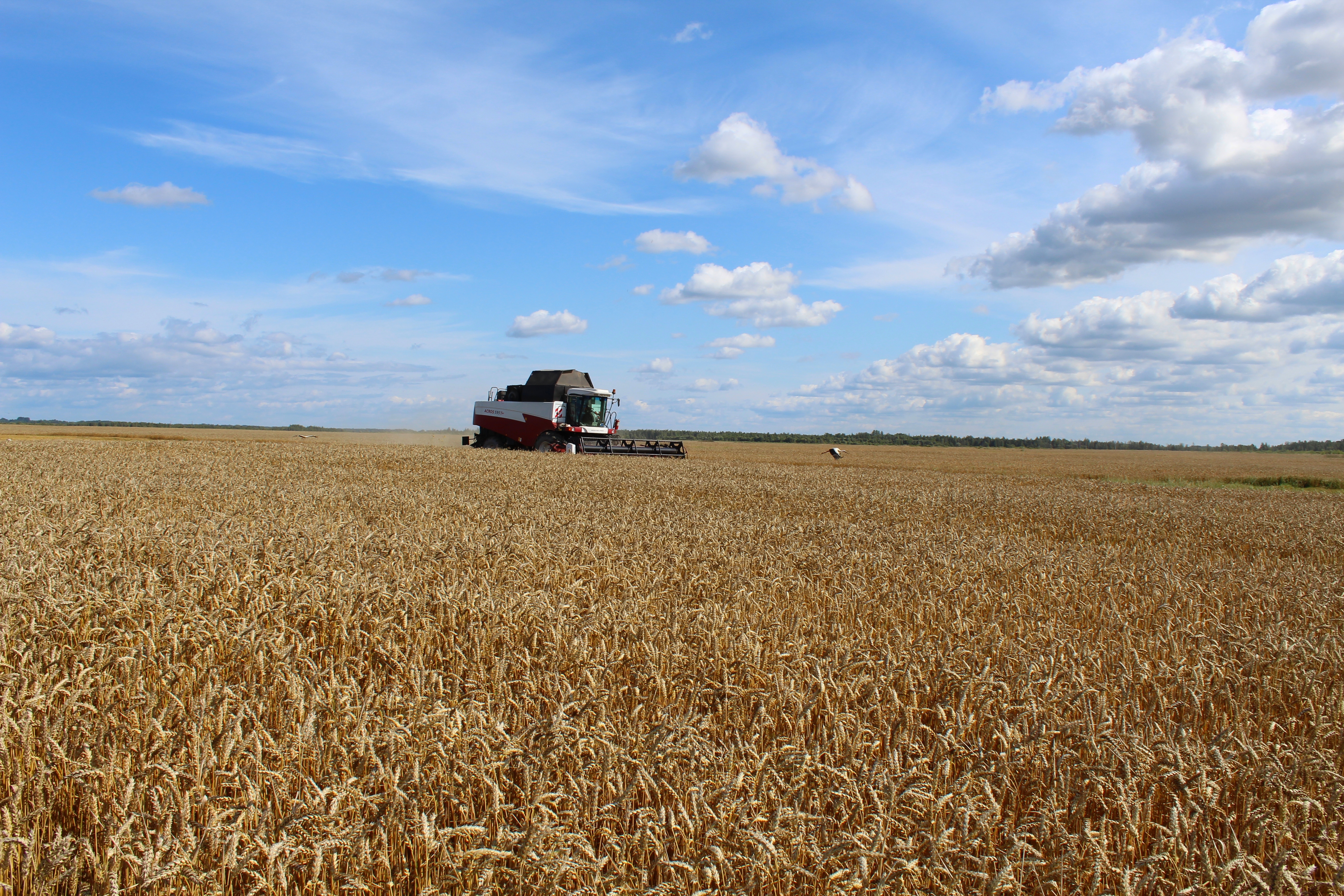 Началась уборочная кампания в ООО "ПсковАгроИнвест"